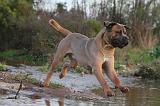 CANE CORSO 141